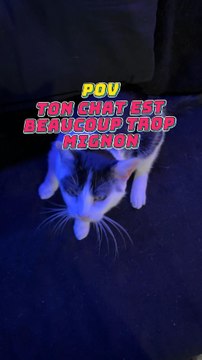 Ton chat est beaucoup trop mignon 🙂‍↔️😂 #Exclu #Chat #Drole