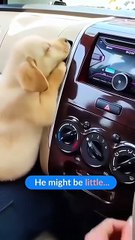 CEO’s Equal Full Episodes Shortdrama