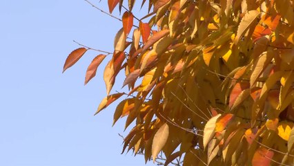 [날씨] 휴일 모처럼 온화한 늦가을...내일 또 '반짝 추위' / YTN