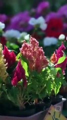 I Flash-Married My Best Friend! USA #ReelShort #shortfilm