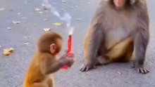 monkey funny