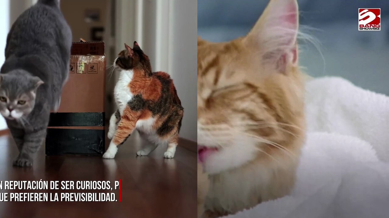 Los gatos no son curiosos