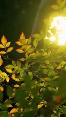 Brillo Sin Ti Episodio Completo - Full Movie