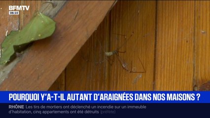Pourquoi les araignées jouent un rôle très important dans nos maisons?