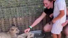Cute Moment: Little Boy Petting Baby Lions 🦁❤️ | Safari Park Experience