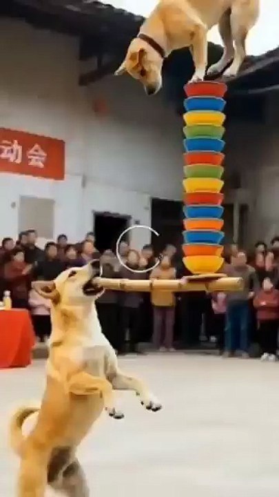 dogs 🐕 stent 🤣