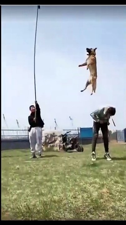 Dog jump