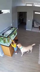 🌟 Chú chó lao vào lửa cõng bé thoát chết – bố mẹ khóc nức nở! 🔥🐶 1 pha cứu mạng = triệu cảm xúc. Bạn từng thấy chưa? 👇 Comment "Hero" nếu bạn cũng nuôi "siêu anh hùng 4 chân"!