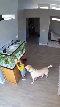 🌟 Chú chó lao vào lửa cõng bé thoát chết – bố mẹ khóc nức nở! 🔥🐶 1 pha cứu mạng = triệu cảm xúc. Bạn từng thấy chưa? 👇 Comment Hero nếu bạn cũng nuôi siêu anh hùng 4 chân !