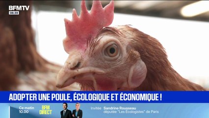 Toulouse: des poules destinées à l'abattoir trouvent refuge chez des particuliers