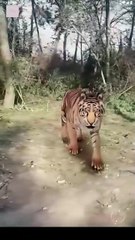 Tripped Into Time, Forged a Legend - Rise of the Ragged Hero Chinese Drama