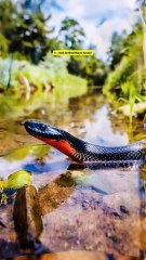 Top 5 Deadliest Snakes in Queensland, Australia 🐍🇦🇺 #reels #snakes #facts