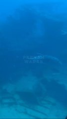 Diving with a sunken ship at the bottom of the sea