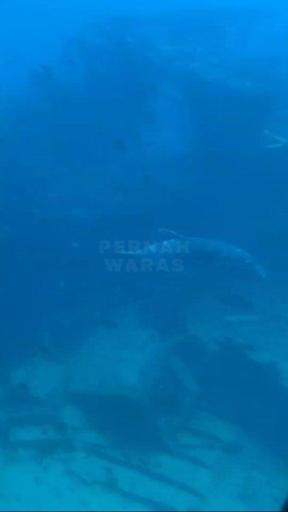 Diving with a sunken ship at the bottom of the sea