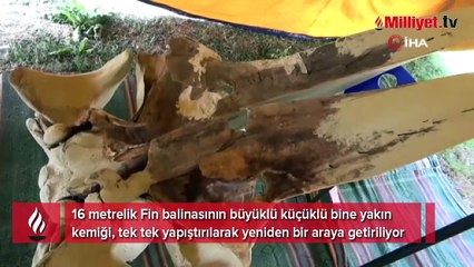 Çıkarılması bir hafta sürdü, tam 16 metre! Böylesi ilk kez yaşanıyor