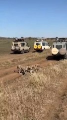 Three cheetahs chase warthogs in a stunning display of speed and power. 🐆👉 Follow for more wild hunts!