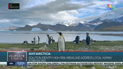 ANTARCTICA l Penguins face threats from the impact of climate events