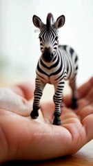 Tiny Zebra, Big Personality! 🦓✨#shorts #viral #viralvideo #cuteanimals #animals #viralshorts #cute