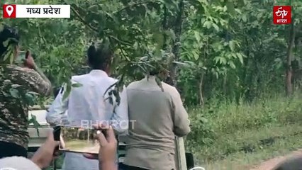 सीधी में दिखा बाघ-बाघिन का रोमांचक नजारा, पर्यटकों ने कैमरे में किया कैद, देंखे वीडियो