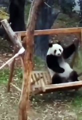 funny animals video #FunnyAnimals #AnimalVideos #CutePets #ViralAnimals #FunnyShorts #FunnyDogs #FunnyCats