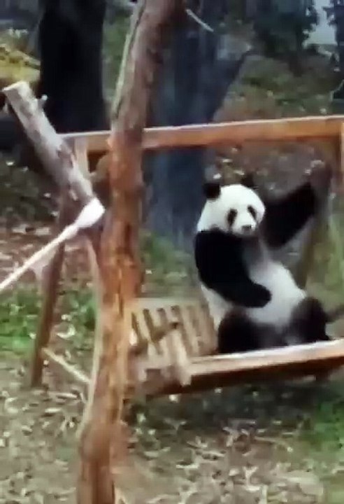 funny animals video #FunnyAnimals #AnimalVideos #CutePets #ViralAnimals #FunnyShorts #FunnyDogs #FunnyCats