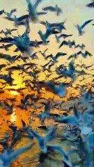 Short Reel #short #reel #viral #videos #bird #fly
