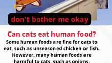 what is the best food for cats