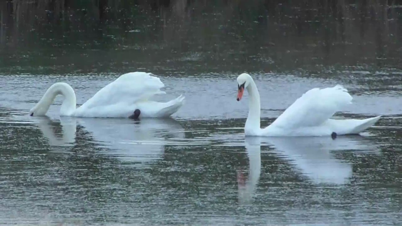 Une trentaine de cygnes blancs ...