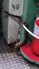 Journey took a wild turn — when a snake became an unexpected passenger on the train!” 🐍🚆