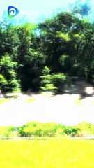 My Daughter Has Magic She Lifts Cars With One Hand!