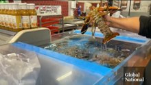 Microplastics found in lobster, researchers sound alarm