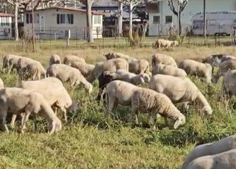 Pecore e capre sul lungolago a Calceranica (Video Pattini)
