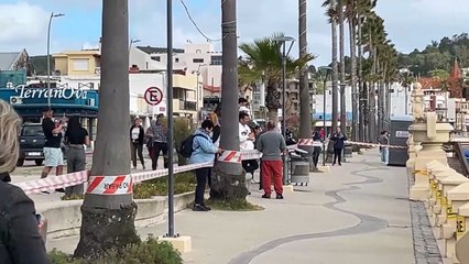 El milagro marino de Piriápolis: Alma y Francisca - Elefantes marinos en la costa uruguaya