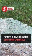 Authorities urged to probe chemical dumping after cattle deaths in Batu Gajah