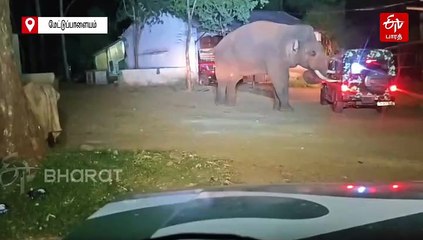 'பாகுபலி' யானை மீது மோதிய வனத்துறை வாகனம் - கோவையில் நள்ளிரவில் பரபரப்பு!