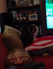 When Cats Can Be Cats :) #cats #funnycats #shorts #foryou