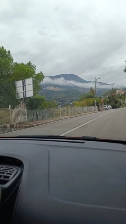 Troupeau de sanglier