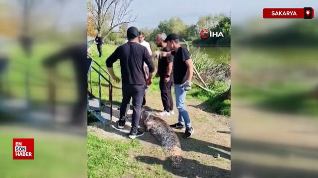 Sakarya’da oltaya takılan 50 kiloluk dev balık
