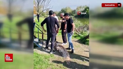 Sakarya’da oltaya takılan 50 kiloluk dev balık