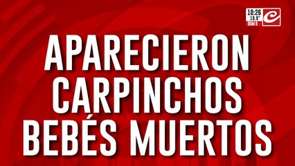 Aparecieron carpinchos bebés muertos en Nordelta y denuncian envenenamiento