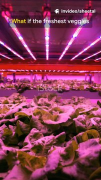 From vertical racks and LED-lit tunnels to nutrient-rich hydroponics and waste-to-fertilizer loops, see how Bengaluru’s sustainable food revolution cuts food miles, saves water, and feeds a booming metropolis.
