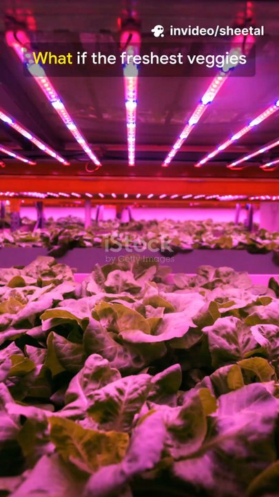 From vertical racks and LED-lit tunnels to nutrient-rich hydroponics and waste-to-fertilizer loops, see how Bengaluru’s sustainable food revolution cuts food miles, saves water, and feeds a booming metropolis.