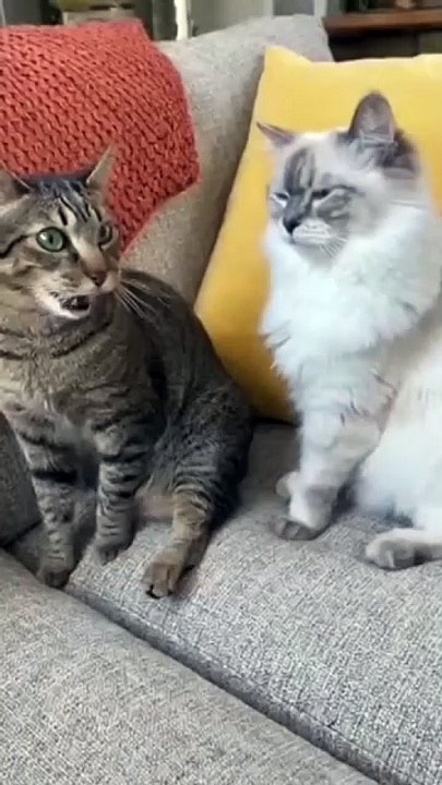 Funny Cats Compilation – The Cutest Feline Fails Ever!#funnycats #catvideos #cutepets #catfails #viralvideo #animalfunny