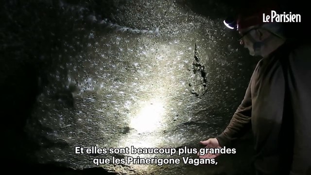 Ils ont découvert la plus grande toile d’araignée du monde cachée dans une grotte