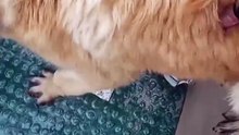 Kayalıklarda mahsur kalmış köpeği büyük bir çaba ile kurtarıp yüzleri gülümseten balıkçılar