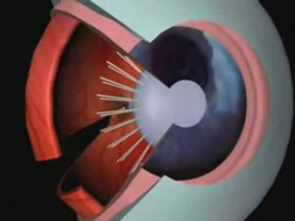 anatomie de l'OEIL et description