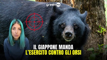 Il Giappone manda l'esercito contro gli orsi