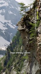 Kaya kartallarının yuvasında hayatın zorlu ritmi İlk doğan yavru hızla büyürken kardeşi hayatta kalma mücadelesi veriyor. 🦅