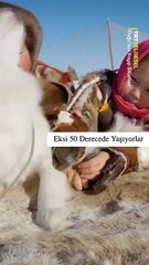 Rusya’nın kuzeyindeki Yamal Yarımadası’nda geyik çobanlığı yaparak yaşayan Nenetlere tanık oluyoruz.