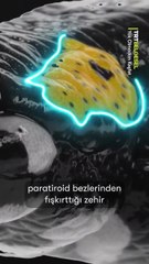 Samandağ’ın nemli taşları arasında gizlenen, zehriyle körlüğe neden olabilen büyüleyici canlı ateş semenderini keşfe çıkıyor.
